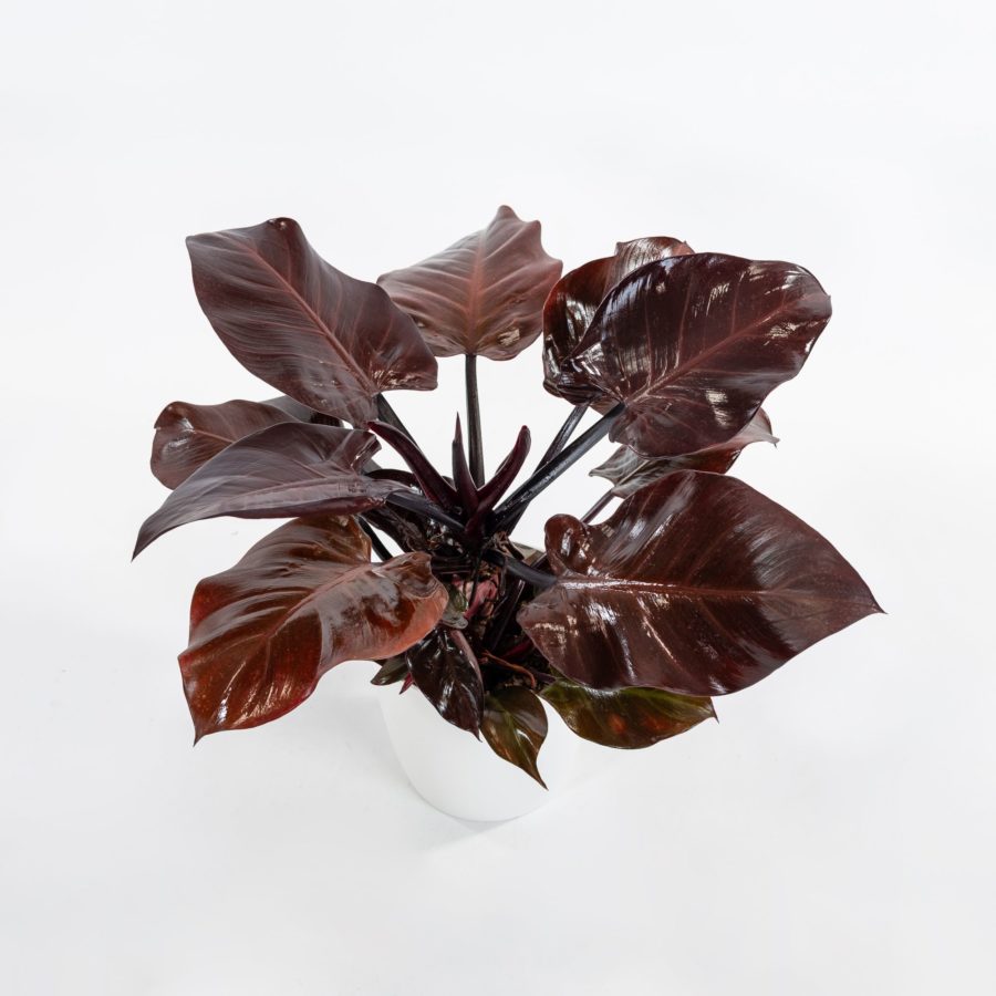 Philodendron "Red Princess"