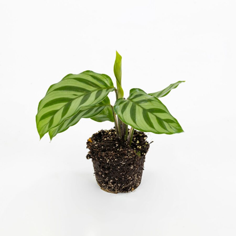 Calathea "Freddie" Baby Plant