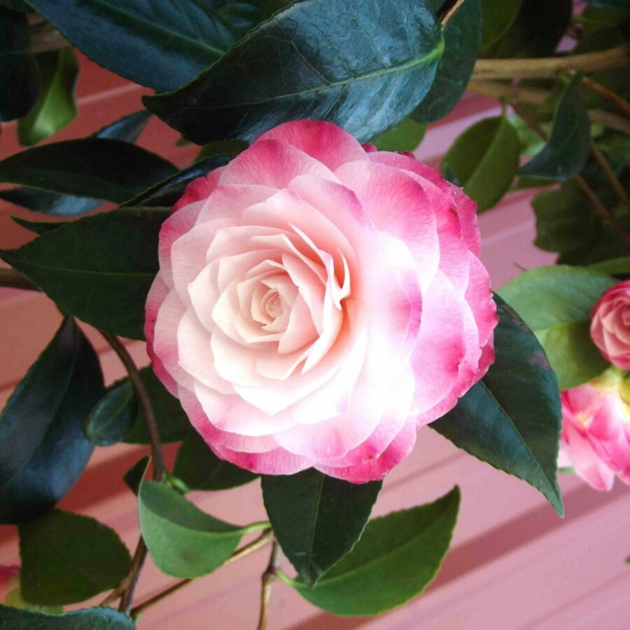 Camellia japonica "Nuccio's Pearl"