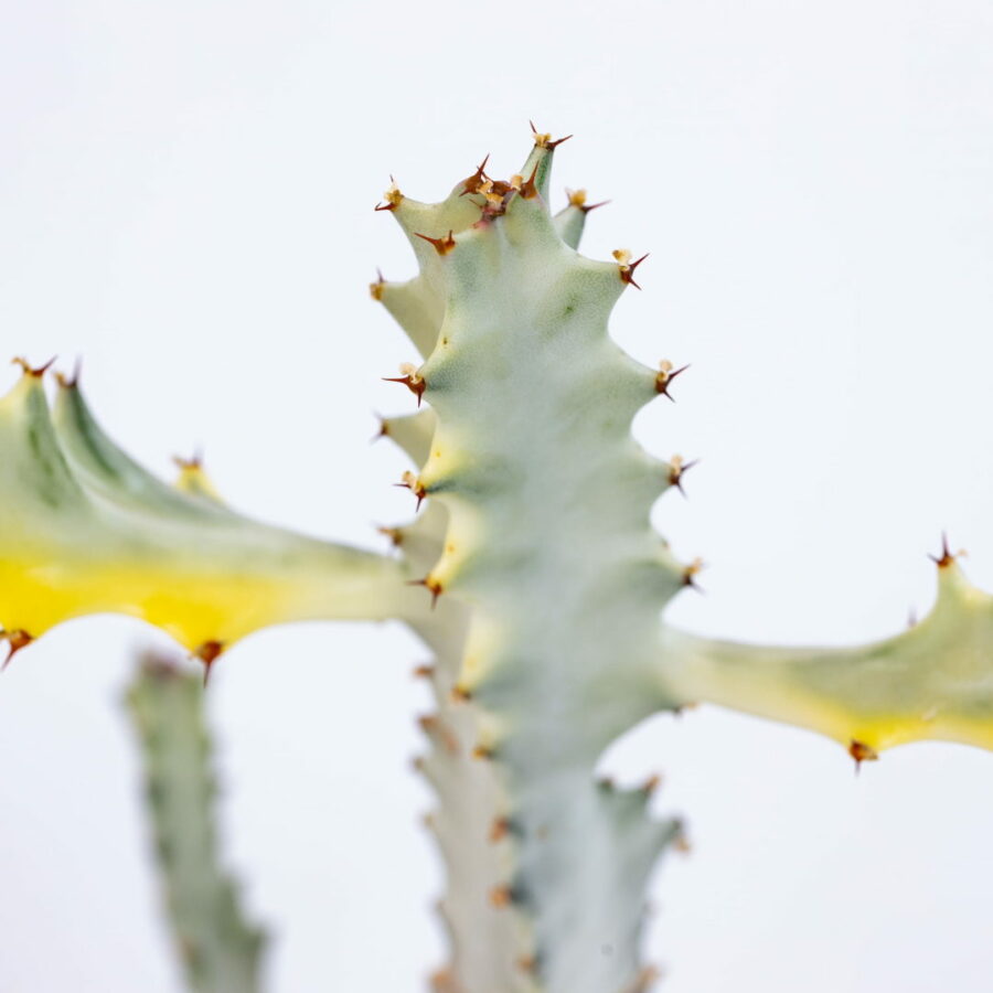 Euphorbia lactea "White Ghost"