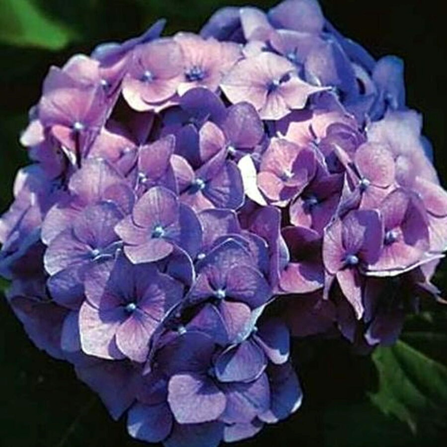Hydrangea macrophylla "Royal Purple"