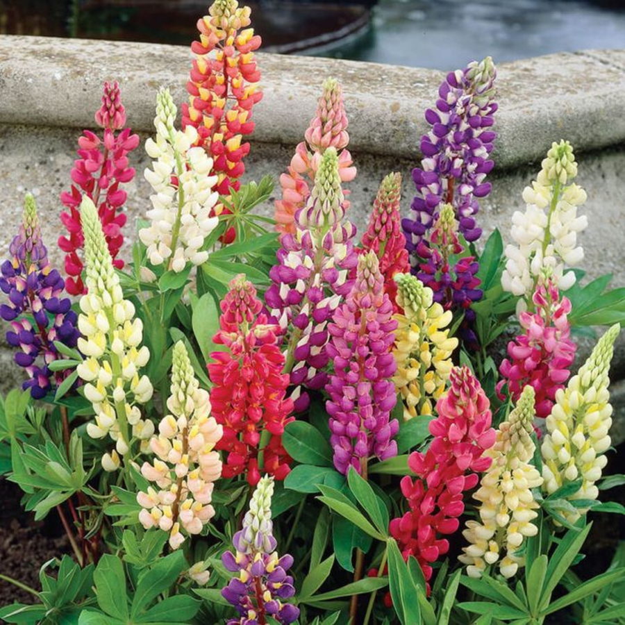 Lupinus Russell Mixed