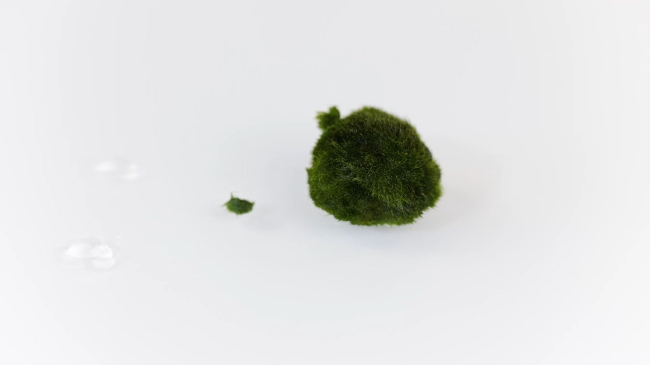 Il Marimo, l'alga-palla del Giappone! - Vendita Piante Online
