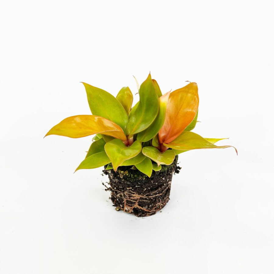Philodendron "Prince of Orange" Baby Plant