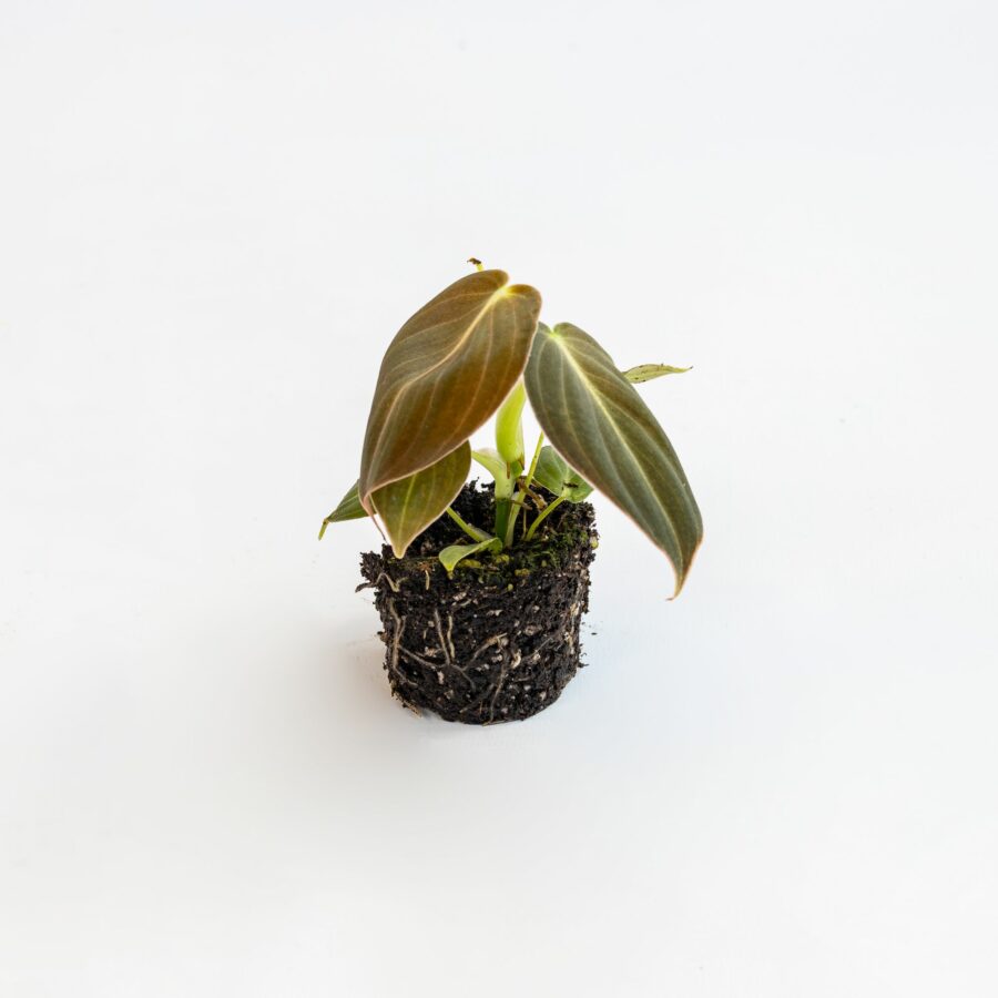 Philodendron melanochrysum Baby Plant