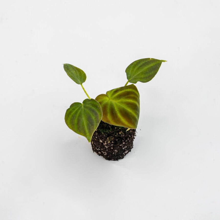 Philodendron verrucosum Baby Plant