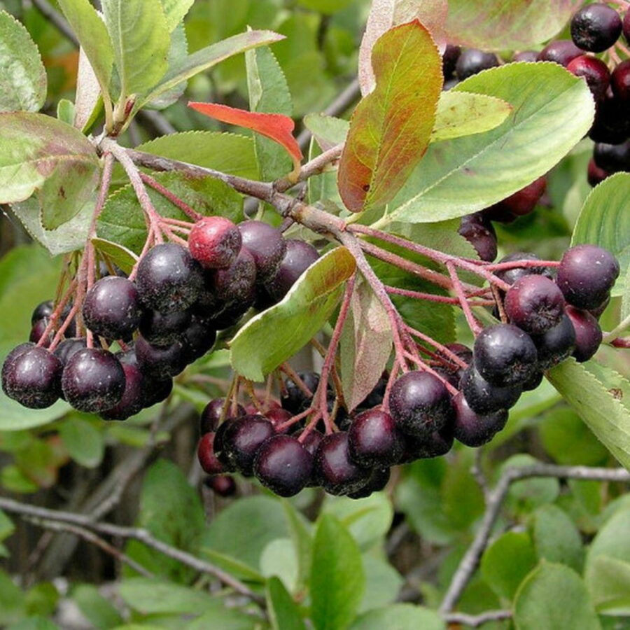 Aronia x prunifolia "Hugin"
