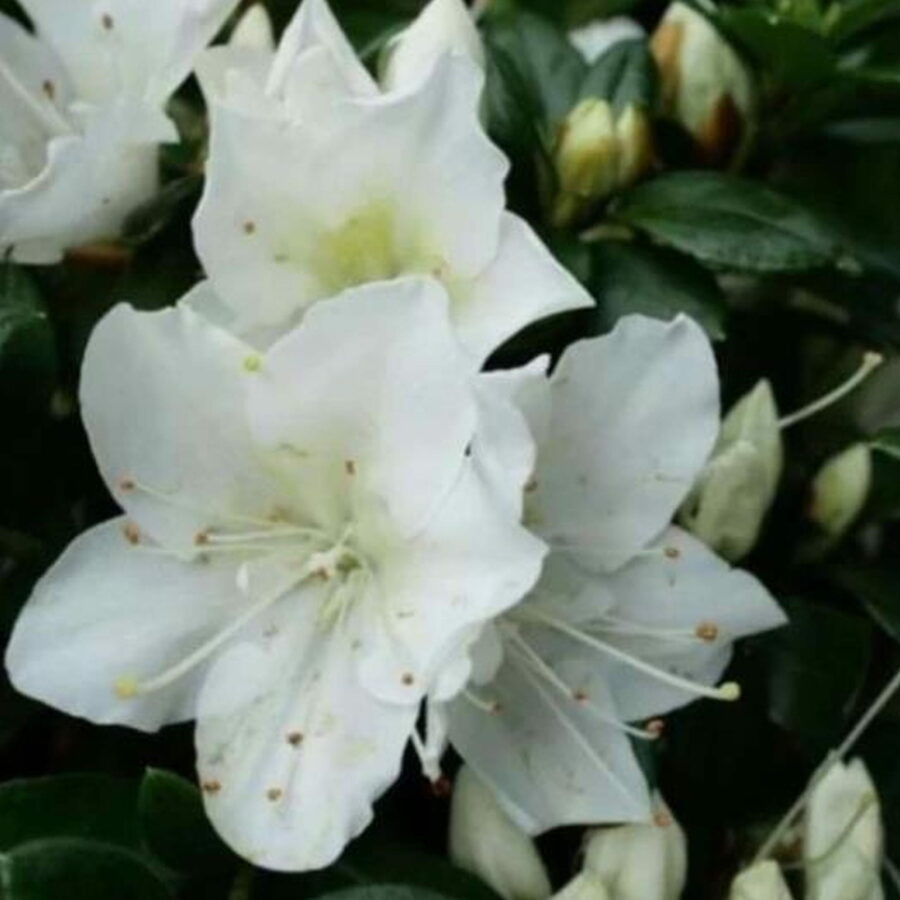 Azalea japonica "Madame Kint White"