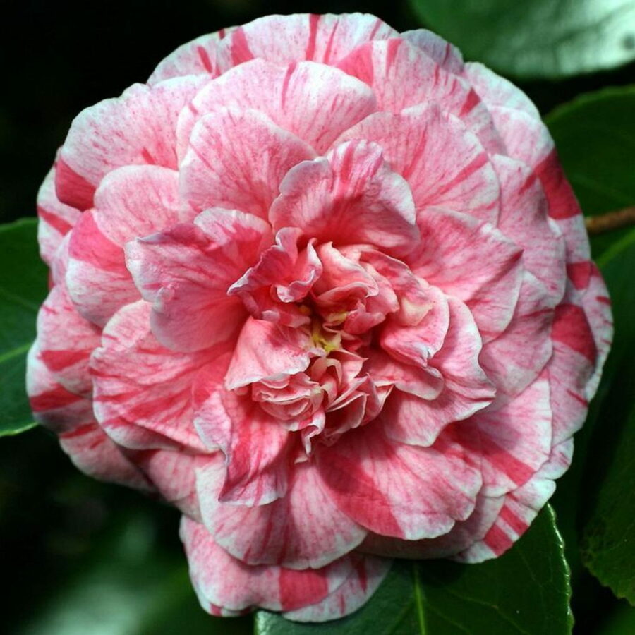 Camellia japonica "Comte de Gomer"