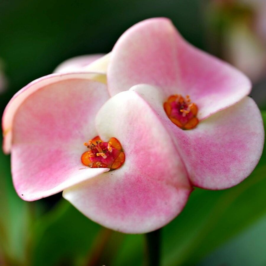 Euphorbia milii "Soft Pink"