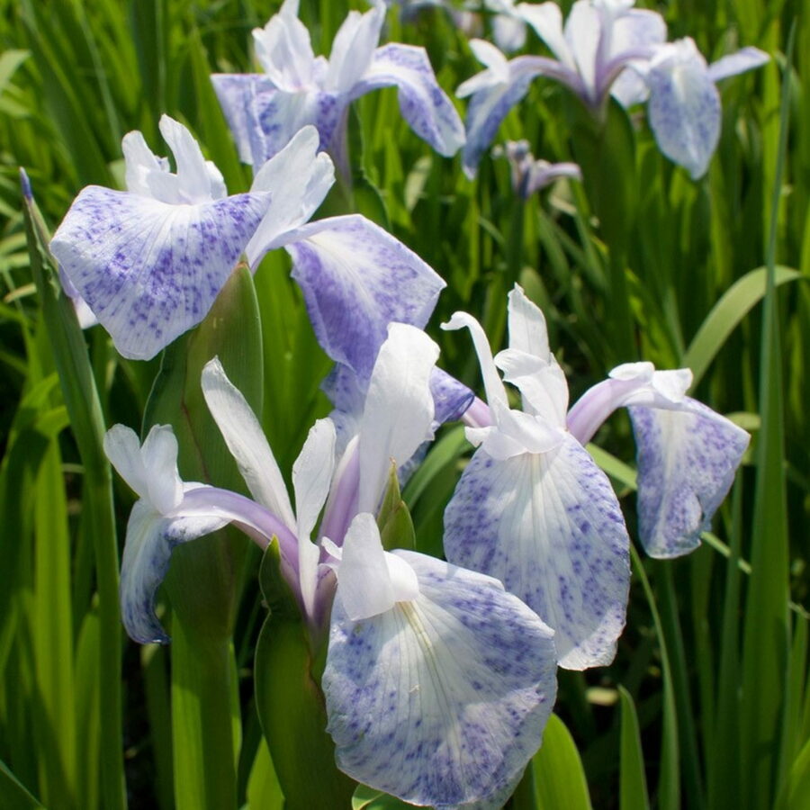 Iris laevigata "Mottled Beauty"