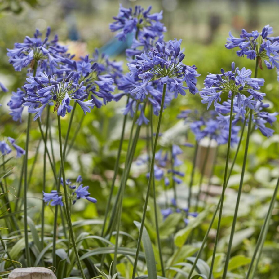 Agapanthus "Ever Sapphire"