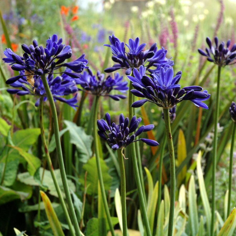 Agapanthus "Starry Night"
