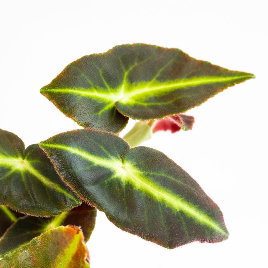 Begonia listada