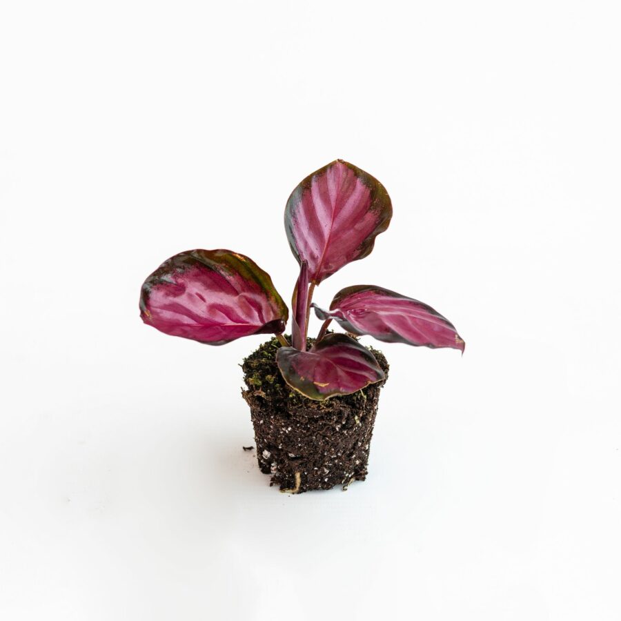 Calathea roseopicta "Rosy" Baby Plant
