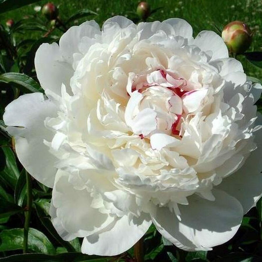 Paeonia lactiflora "White Sensation"