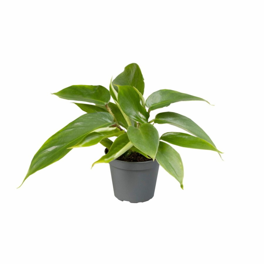 Philodendron squamiferum Baby Plant