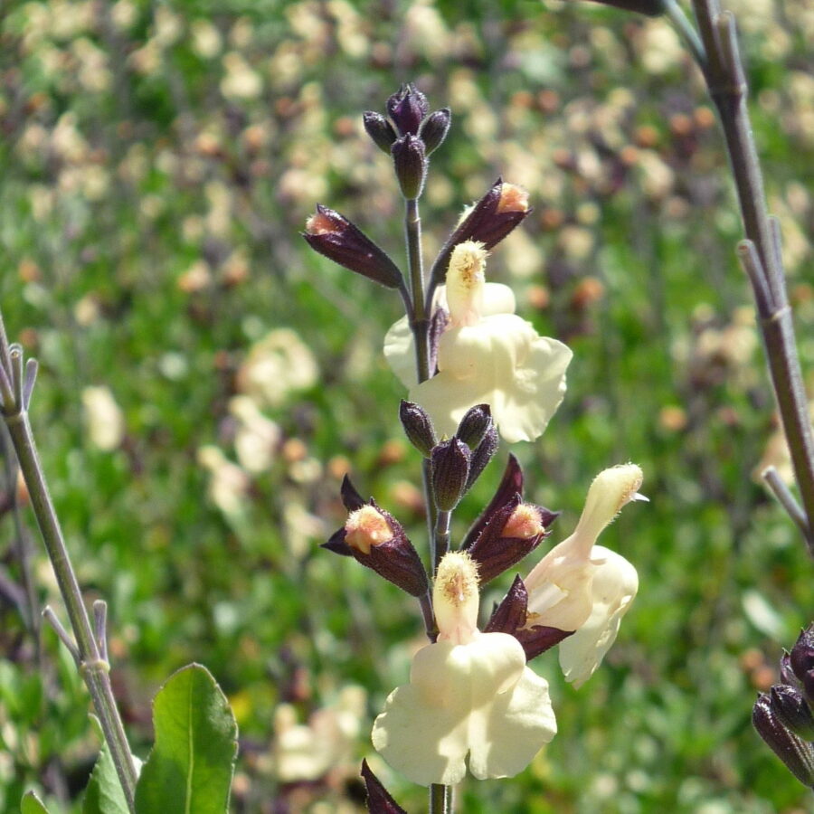 Salvia x jamensis "Melen"