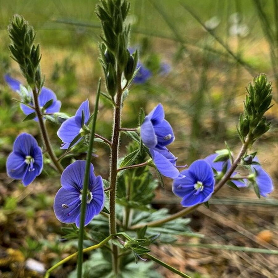 Veronica peduncularis "Georgia Blue"