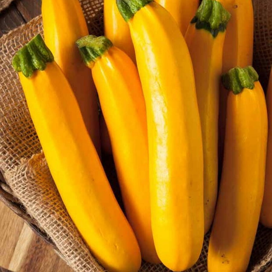 Zucchino giallo "Lingodor F1"