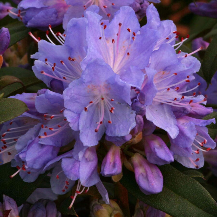 Azalea impeditum "Blue Tit"