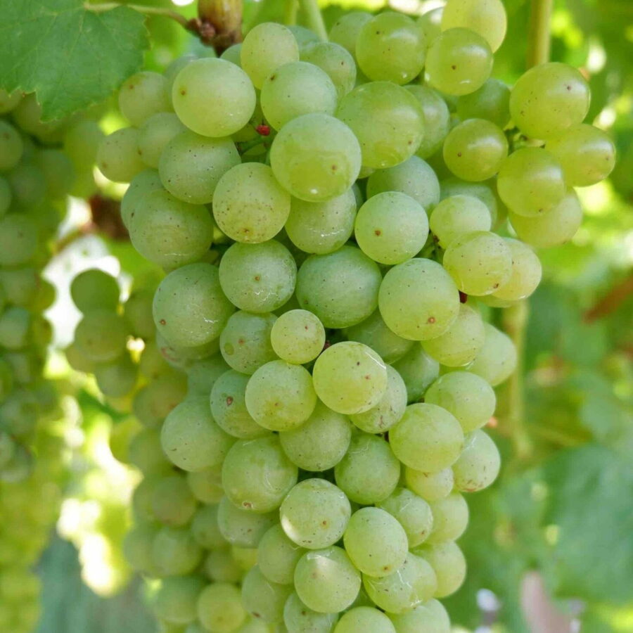 Uva da vino bianco "Mller Thurgau"