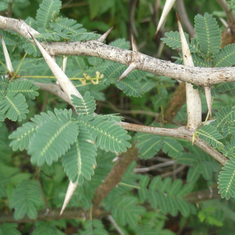 Acacia sphaerocephala