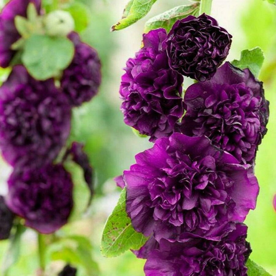 Alcea rosea "Chater's Double Purple"