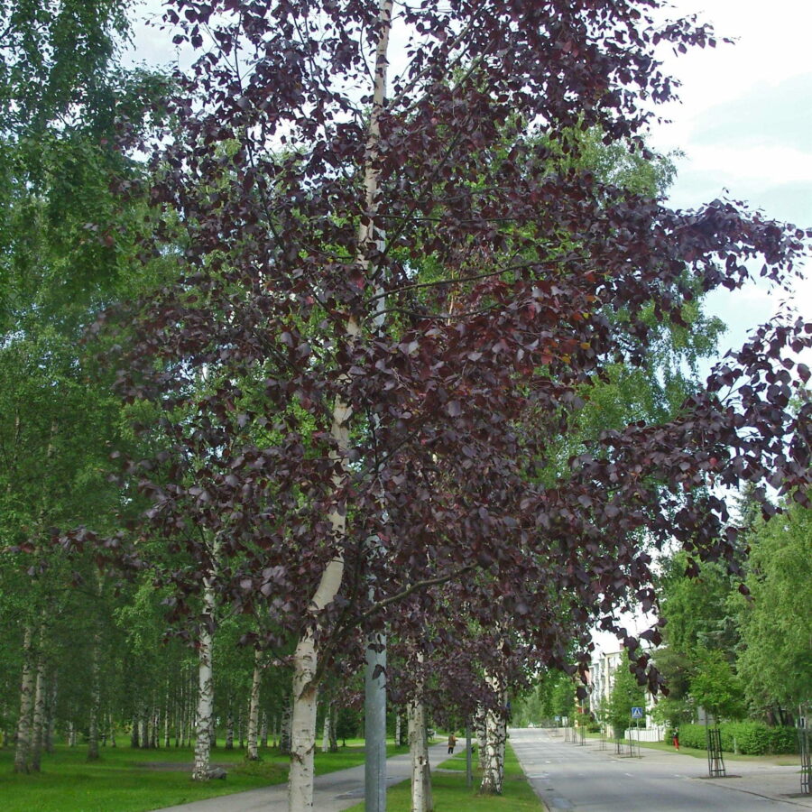 Betula pendula "Purpurea"