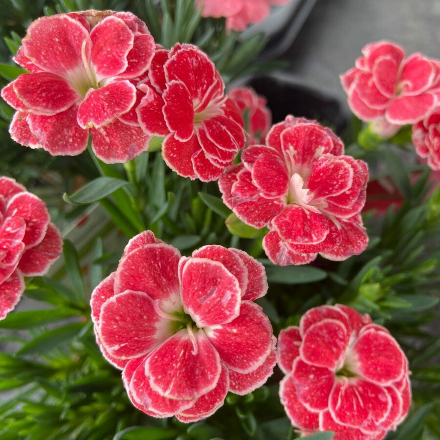 Dianthus caryophyllus "Oscar White and Red"