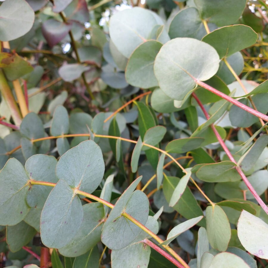 Eucalyptus cinerea "Silver Dollar"