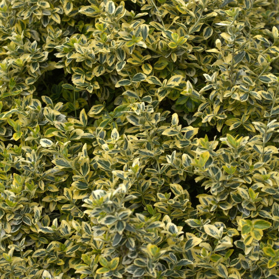Euonymus fortunei "Emerald'n Gold"