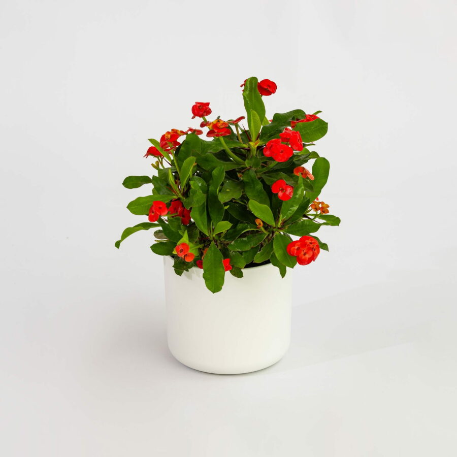 Euphorbia milii "Red"