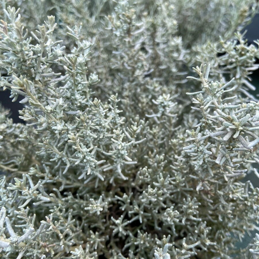 Helichrysum italicum subsp. microphyllum