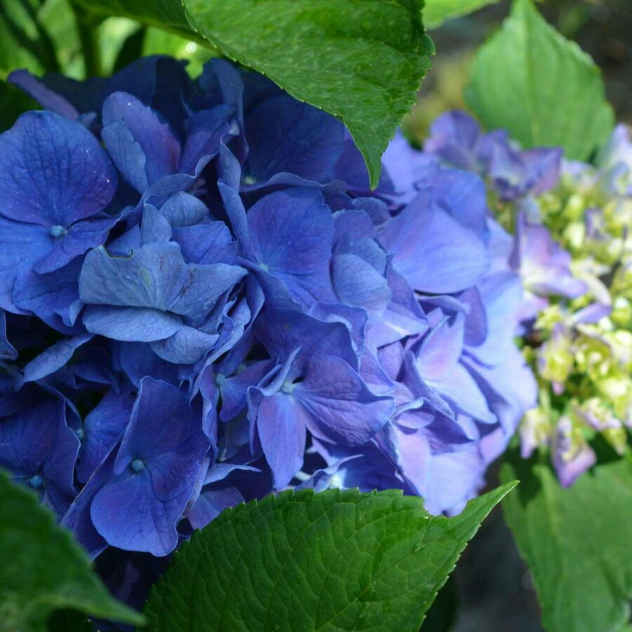 Hydrangea macrophylla "Rembrandt Blue Glory"