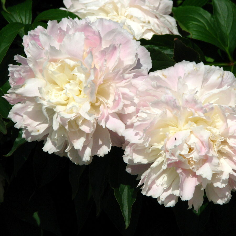 Paeonia lactiflora "Shirley Temple"