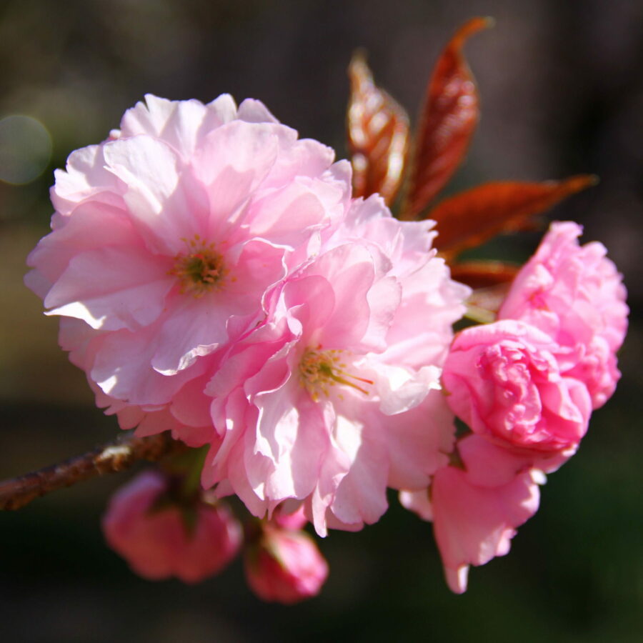 Prunus "Kanzan"