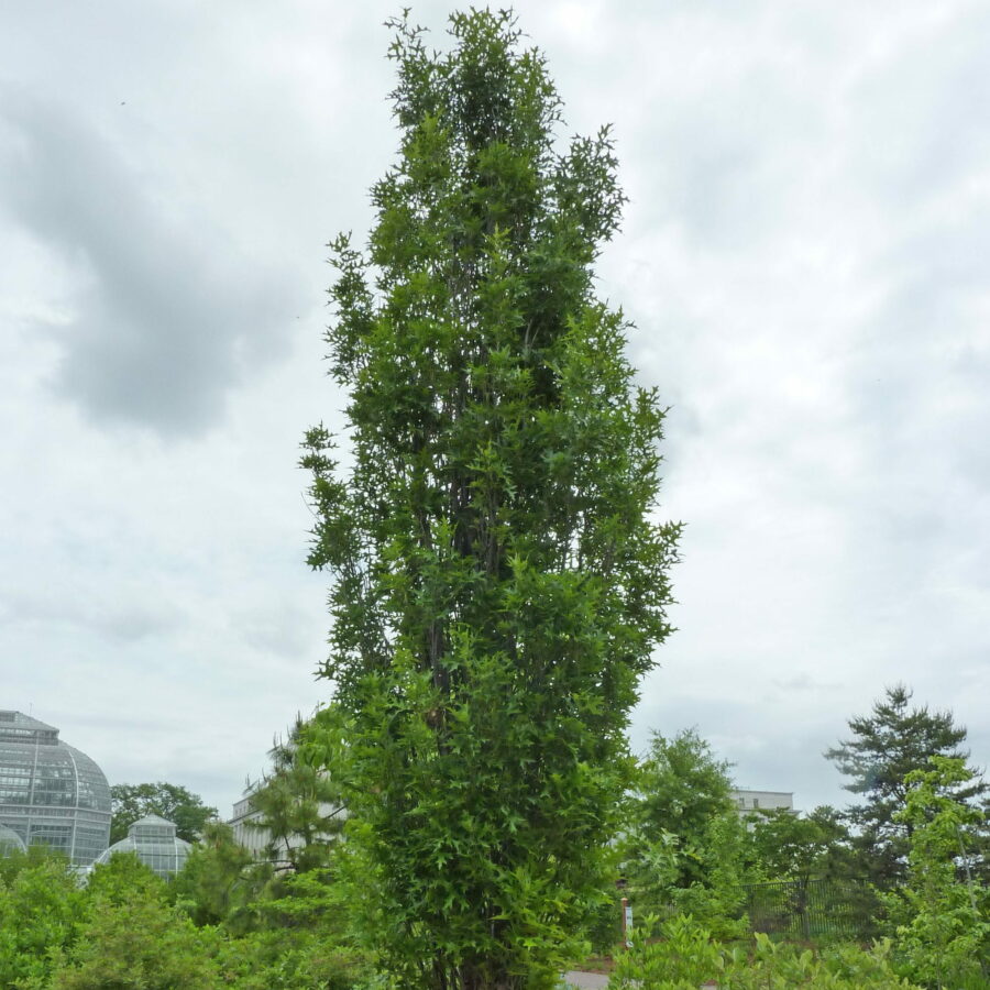 Quercus palustris "Green Pillar"