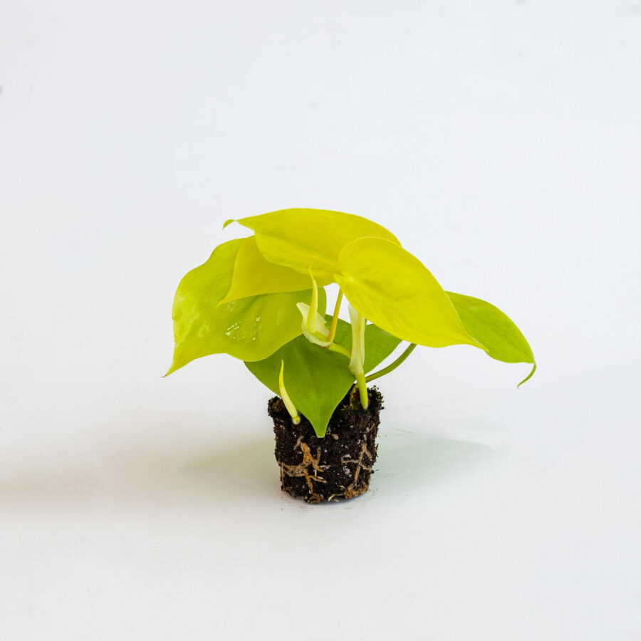 Scindapsus "Neon" Baby Plant