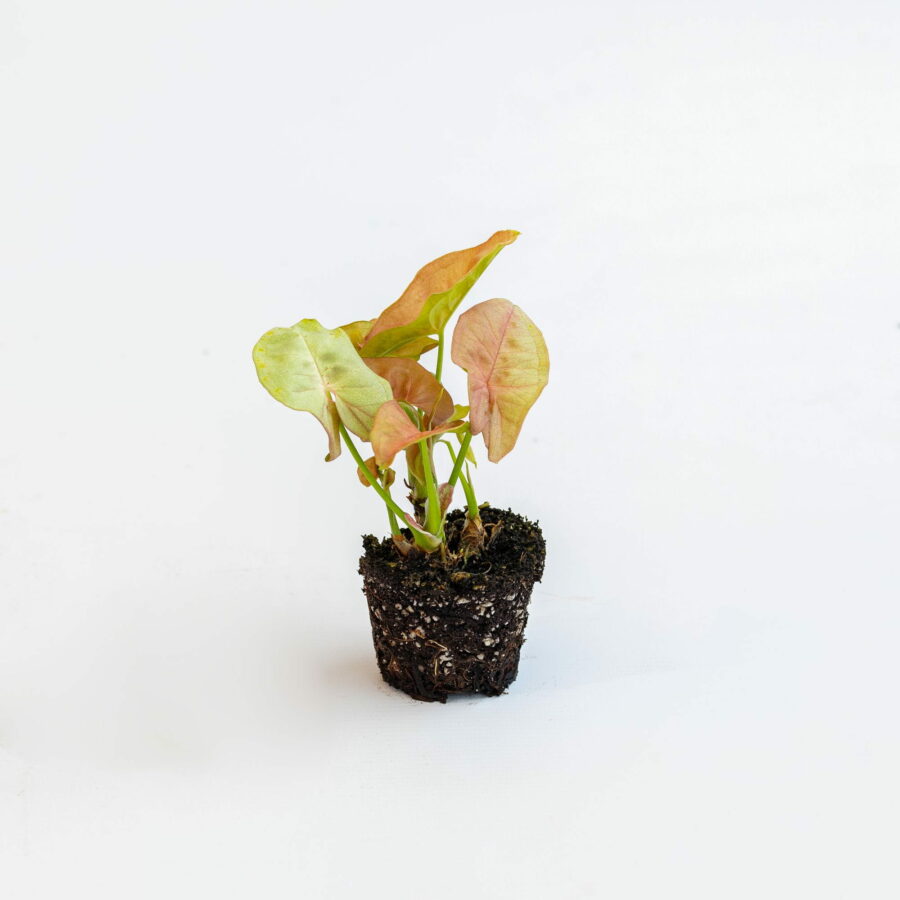 Syngonium "Mini Neon" Baby Plant