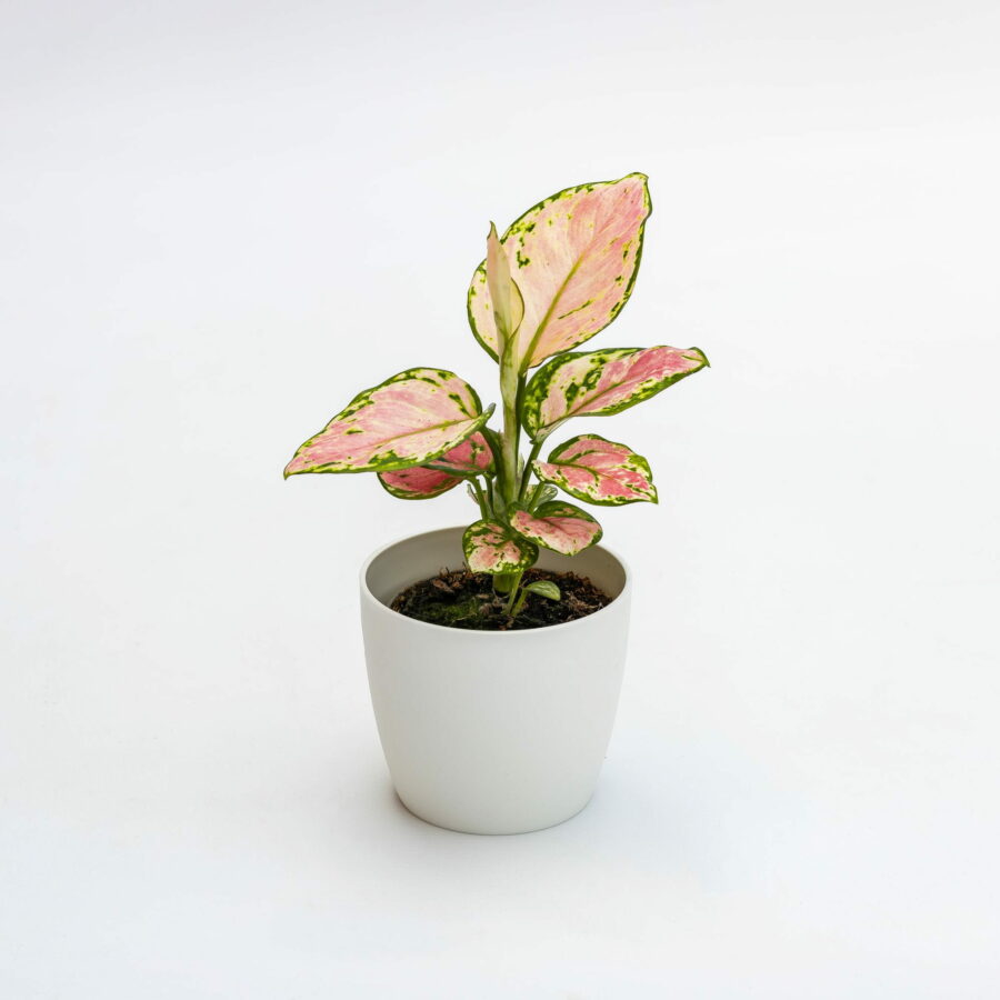 Aglaonema "Pink Princess" Baby Plant