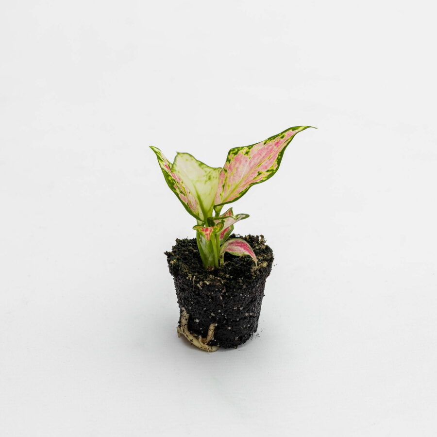 Aglaonema "Pink Star" Baby Plant