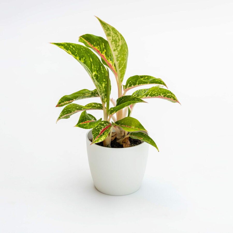 Aglaonema "Red Gold" Baby Plant