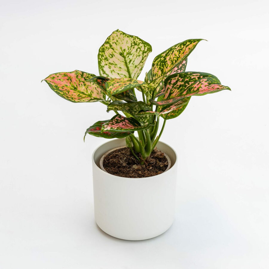 Aglaonema "Spotted Star"