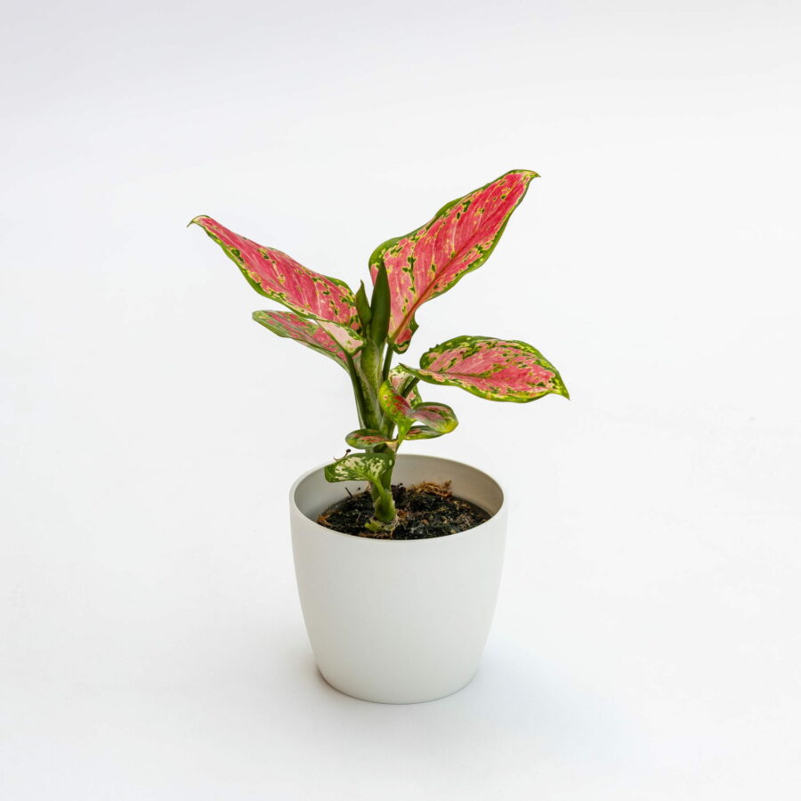 Aglaonema "Spotted Star" Baby Plant
