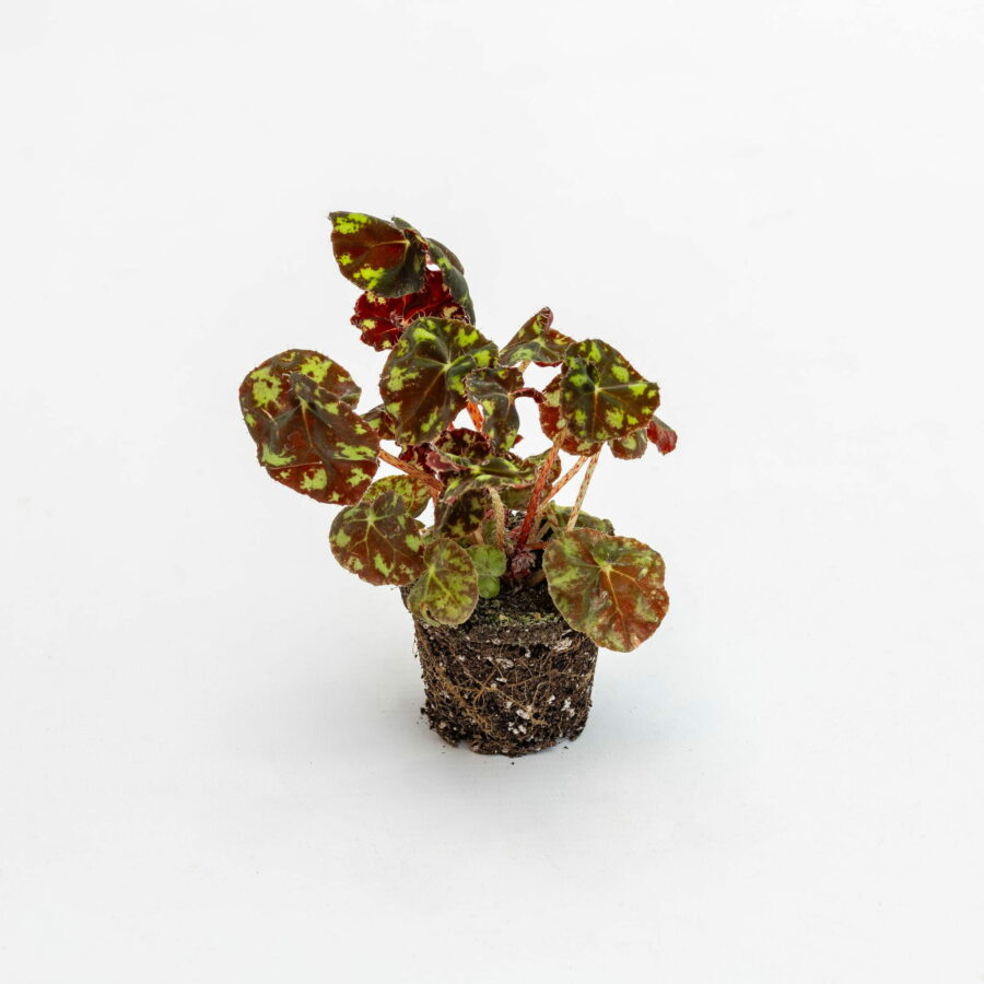 Begonia bowerae "Tiger" Baby Plant
