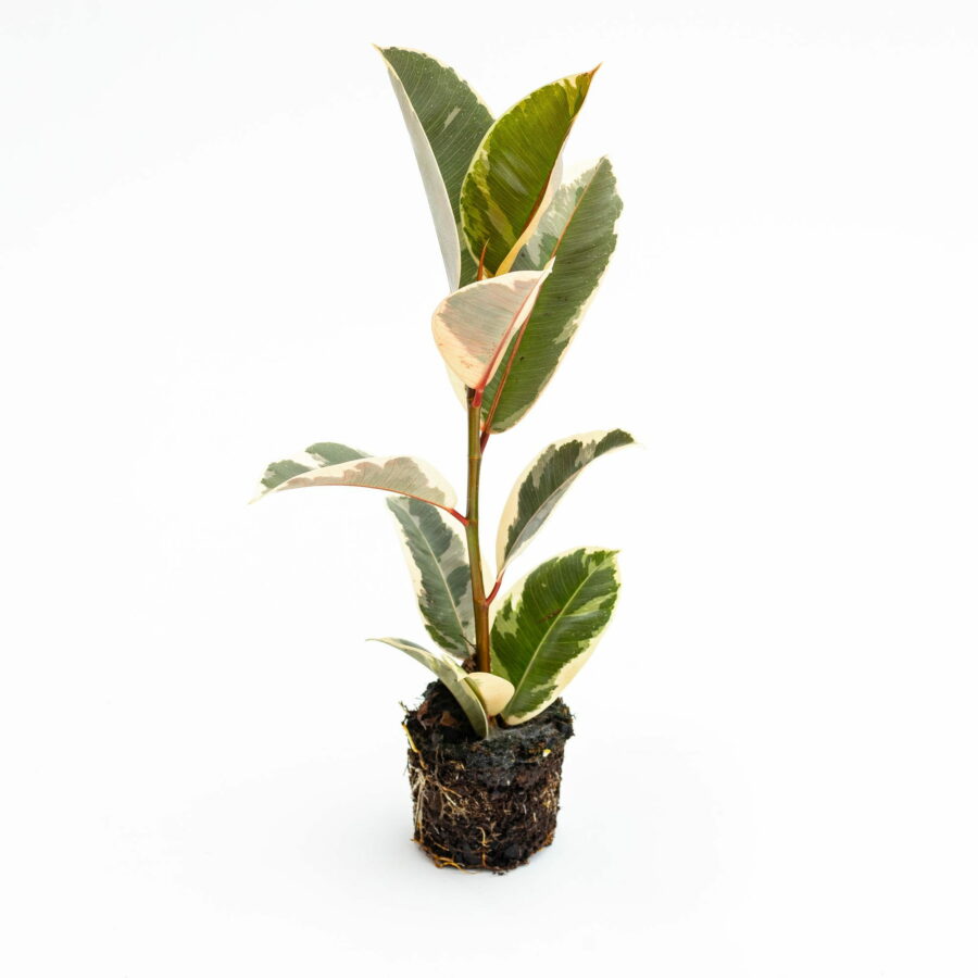 Ficus elastica "Tineke" Baby Plant