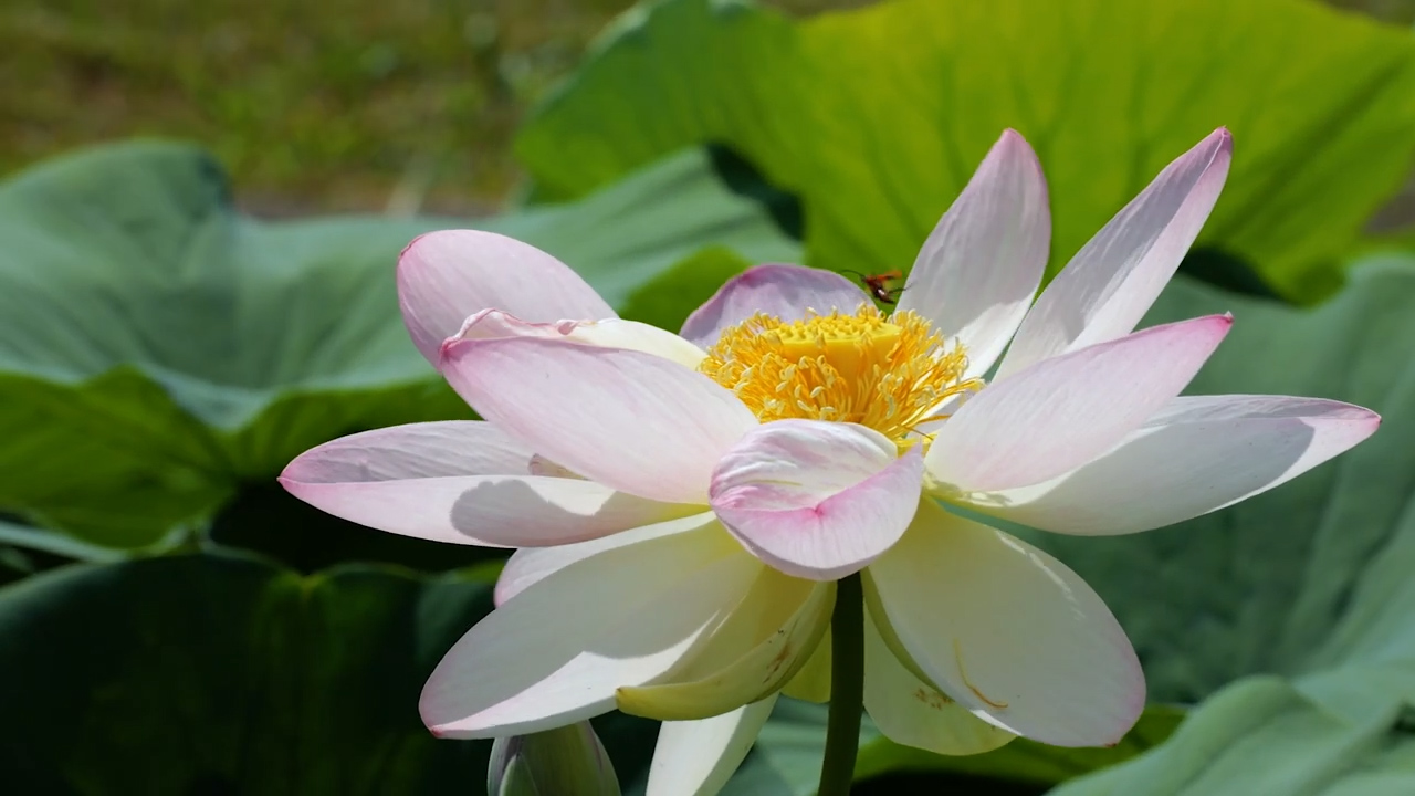 Coltivare il Fiore di Loto: cura e significato di una pianta acquatica