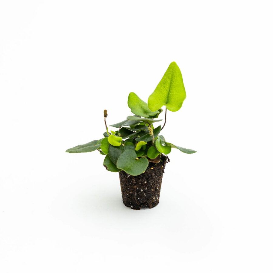Hemionitis arifolia Baby Plant