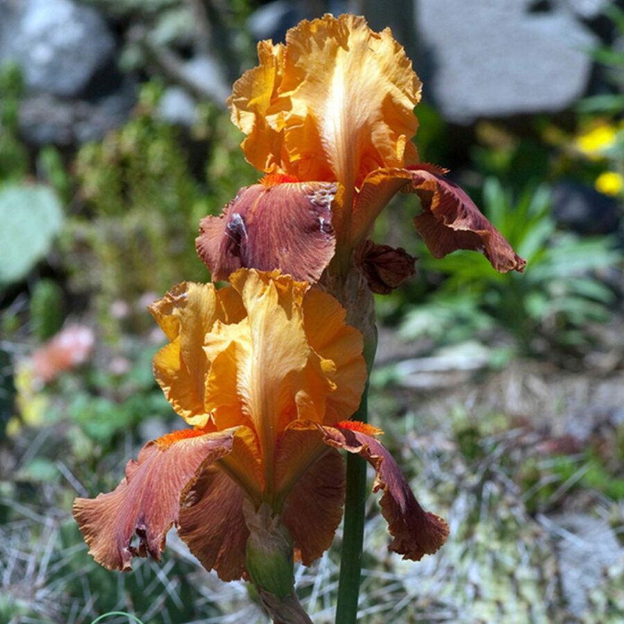 Iris germanica "Howard Weed"